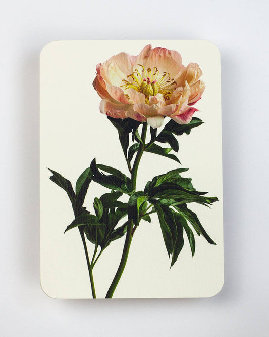 Peony Notecard