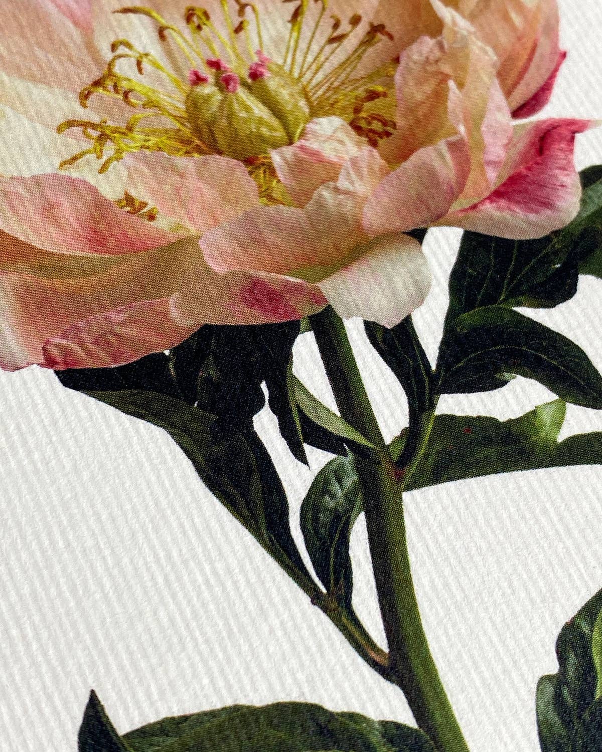 Peony Notecard